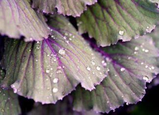 Jak długo trzeba kisić kapustę?