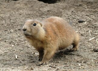 Ile królików może być w jednej klatce?