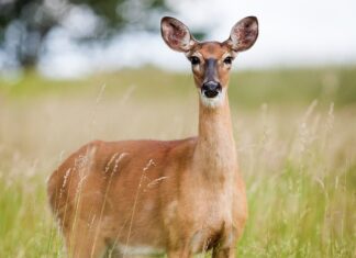 Jak wygląda ikra szczupaka?