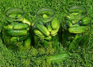 Czy można kisić marchewkę?