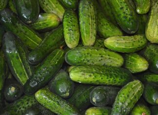 Ile dziennie można zjeść ogórków kiszonych?