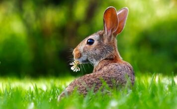 Co oznacza jak królik piszczy?