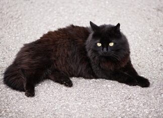 Czy skarpety z angory są ciepłe?