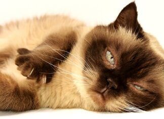 Co założyć do krótkich spodenek?