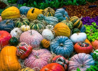 Czy wegetarianie mogą jeść kawior?