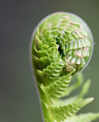 Jak hodować kiełki buraka?