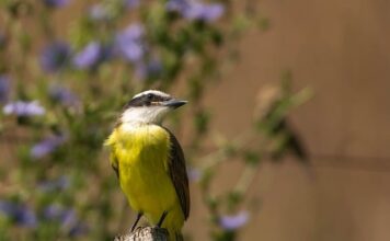 Jak się robi kisiel z torebki?